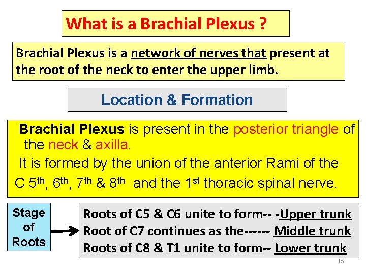 What is a Brachial Plexus ? Brachial Plexus is a network of nerves that