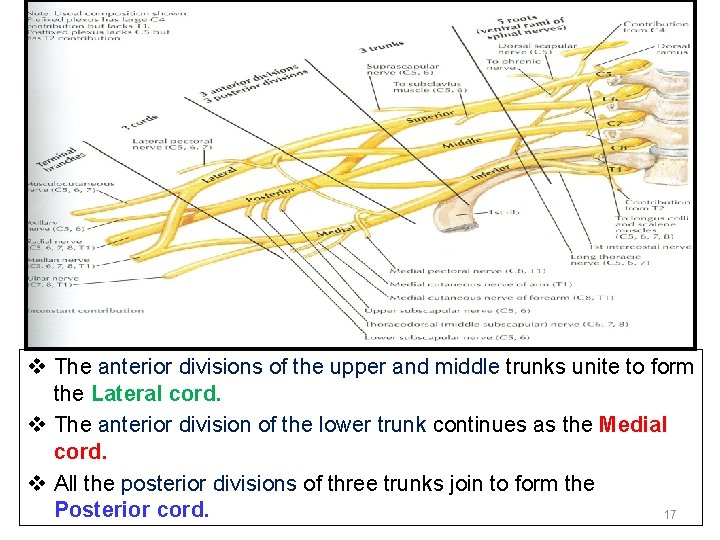 v The anterior divisions of the upper and middle trunks unite to form the v The anterior divisions of the upper and middle trunks unite to form the