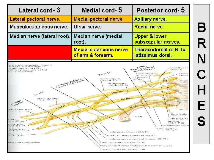 Lateral cord- 3 Medial cord- 5 Posterior cord- 5 Lateral pectoral nerve. Medial pectoral Lateral cord- 3 Medial cord- 5 Posterior cord- 5 Lateral pectoral nerve. Medial pectoral