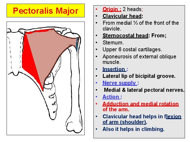 Pectoralis Major • Origin : 2 heads; • Clavicular head: • From medial ½ Pectoralis Major • Origin : 2 heads; • Clavicular head: • From medial ½