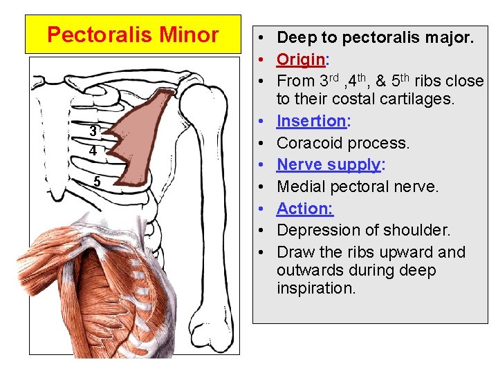 Pectoralis Minor 3 4 5 • Deep to pectoralis major. • Origin: • From