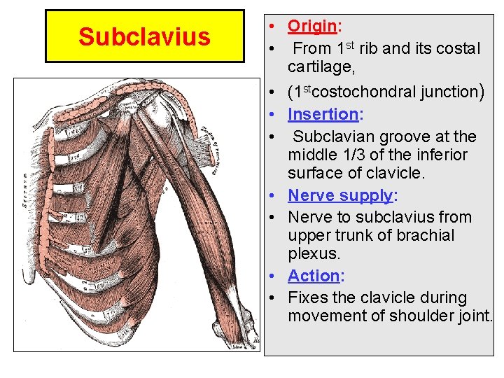 Subclavius • Origin: • From 1 st rib and its costal cartilage, • (1 Subclavius • Origin: • From 1 st rib and its costal cartilage, • (1