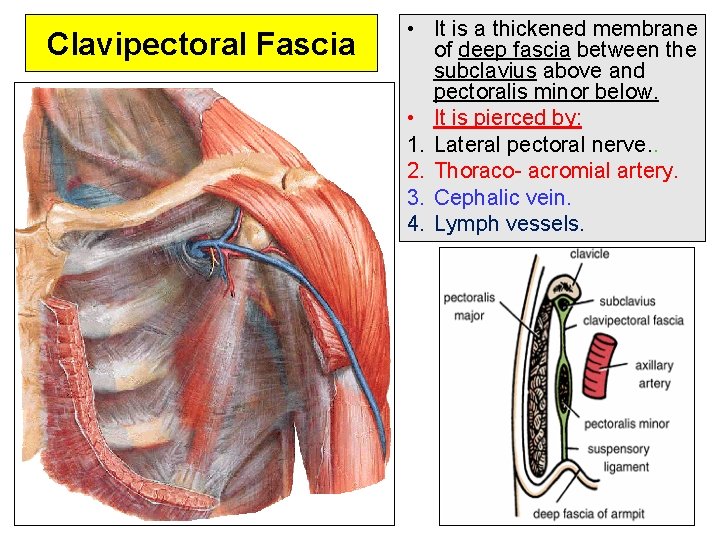 Clavipectoral Fascia • It is a thickened membrane of deep fascia between the subclavius