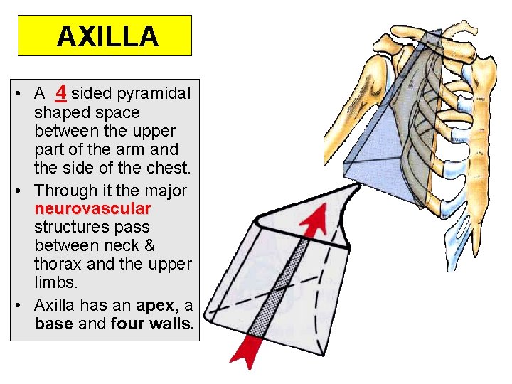 AXILLA • A 4 sided pyramidal shaped space between the upper part of the AXILLA • A 4 sided pyramidal shaped space between the upper part of the