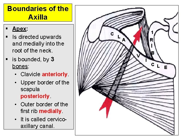Boundaries of the Axilla § Apex: § Is directed upwards and medially into the Boundaries of the Axilla § Apex: § Is directed upwards and medially into the