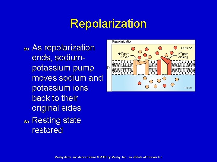 Repolarization As repolarization ends, sodiumpotassium pump moves sodium and potassium ions back to their