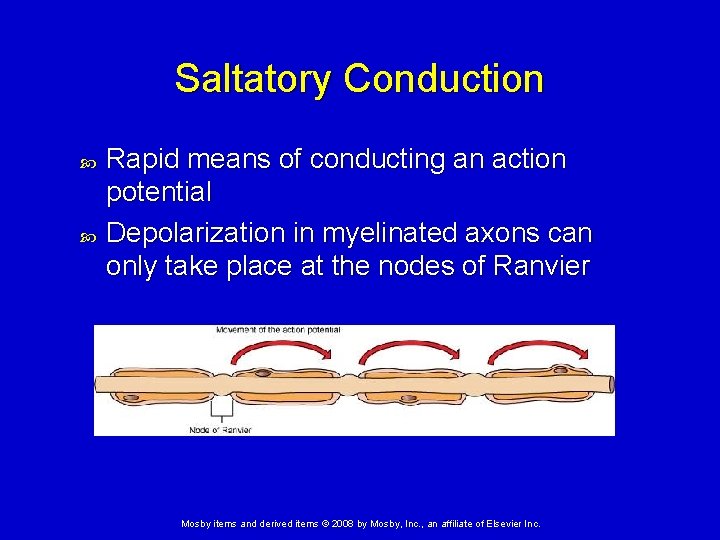 Saltatory Conduction Rapid means of conducting an action potential Depolarization in myelinated axons can