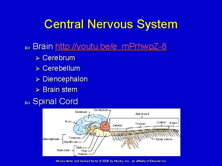 Central Nervous System Brain http: //youtu. be/e_m. Prhwp. Z-8 Cerebrum Ø Cerebellum Ø Diencephalon