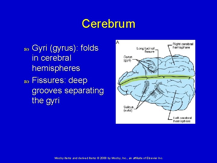 Cerebrum Gyri (gyrus): folds in cerebral hemispheres Fissures: deep grooves separating the gyri Mosby