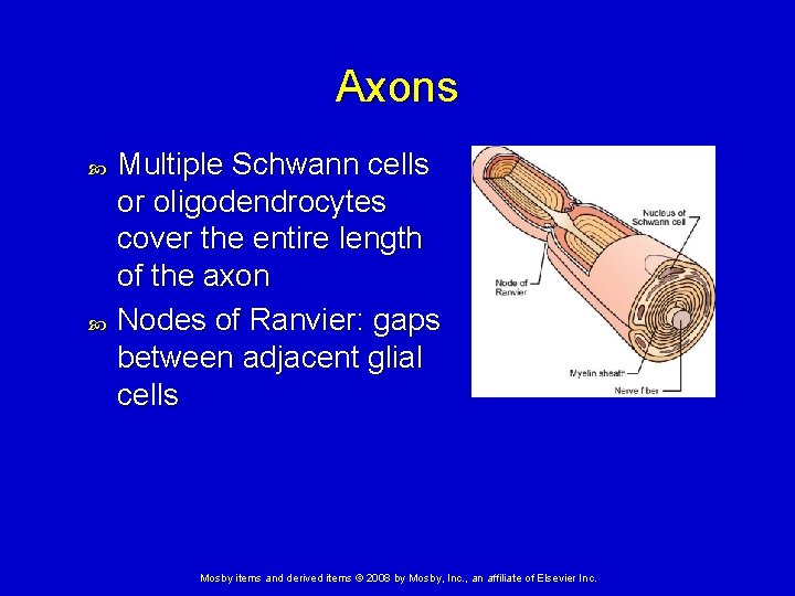 Axons Multiple Schwann cells or oligodendrocytes cover the entire length of the axon Nodes