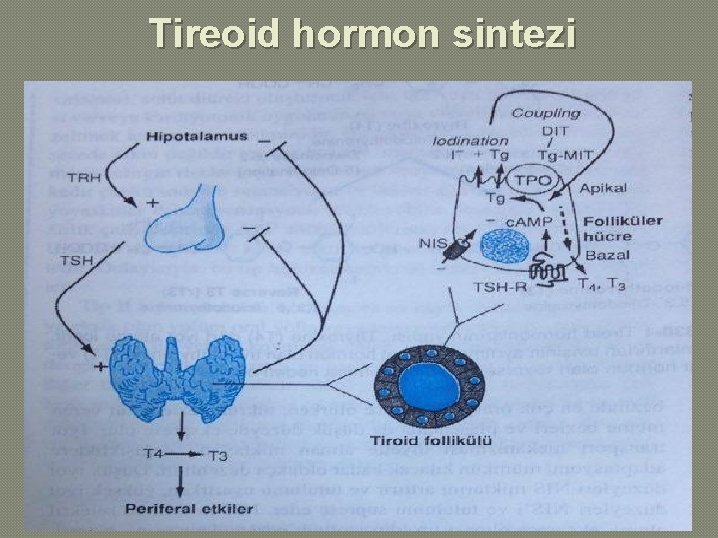 Tireoid hormon sintezi 