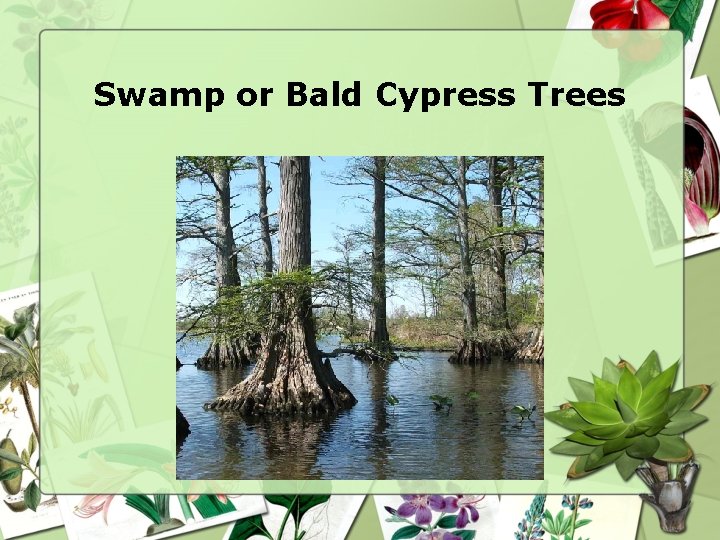 Swamp or Bald Cypress Trees 