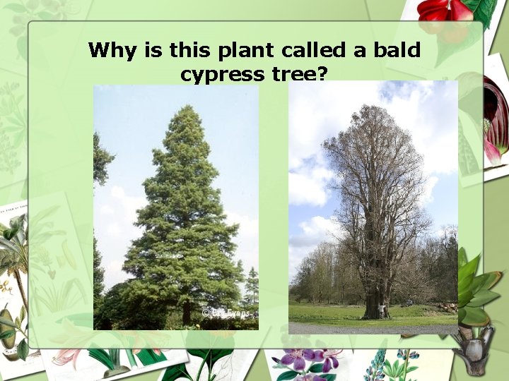 Why is this plant called a bald cypress tree? 