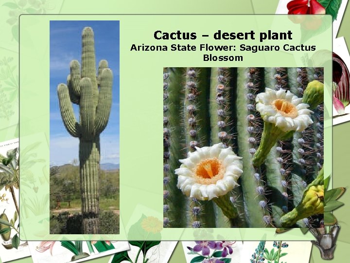 Cactus – desert plant Arizona State Flower: Saguaro Cactus Blossom 