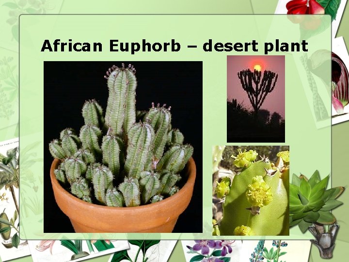 African Euphorb – desert plant 