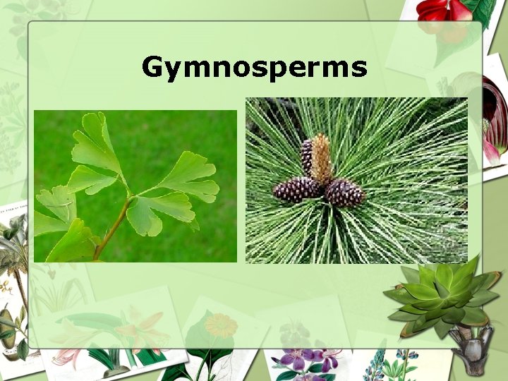 Gymnosperms 