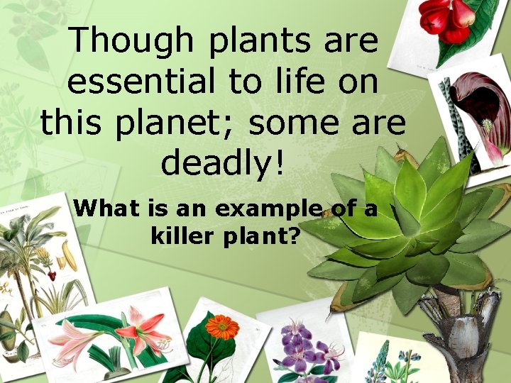 Though plants are essential to life on this planet; some are deadly! What is