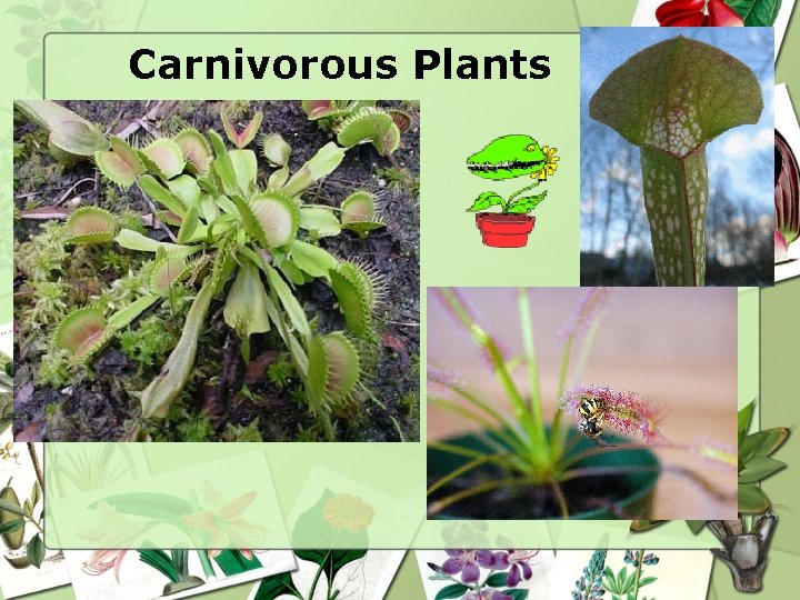 Carnivorous Plants 