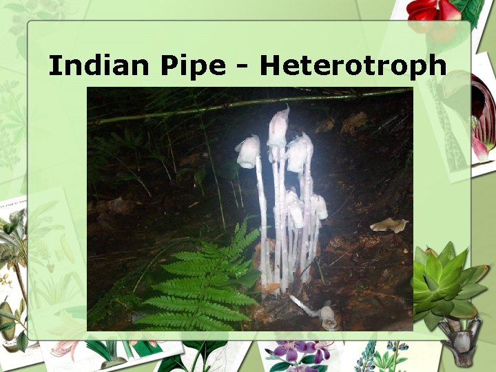 Indian Pipe - Heterotroph 