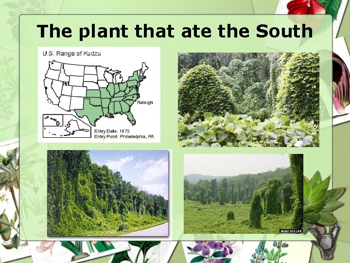 The plant that ate the South 