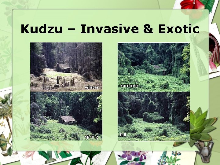 Kudzu – Invasive & Exotic 