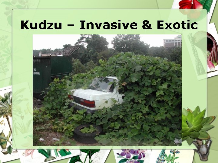 Kudzu – Invasive & Exotic 