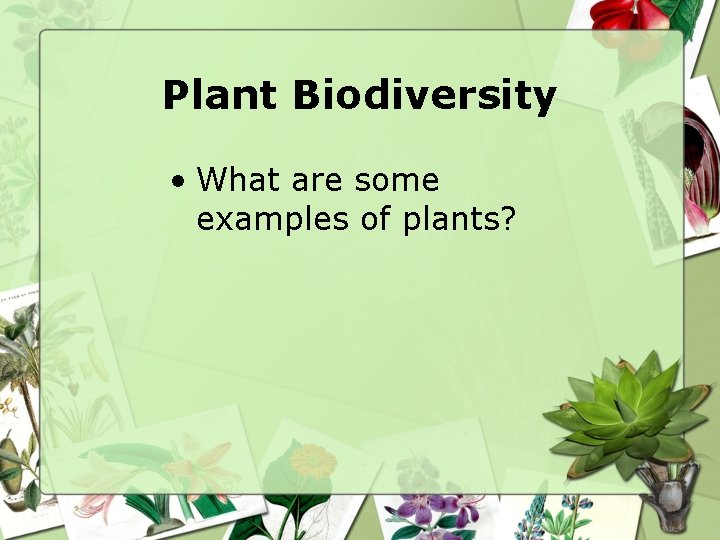 Plant Biodiversity • What are some examples of plants? 
