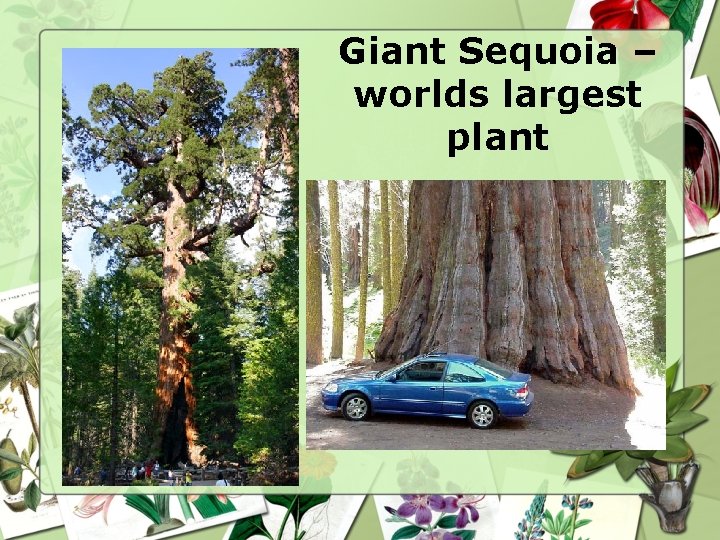 Giant Sequoia – worlds largest plant 