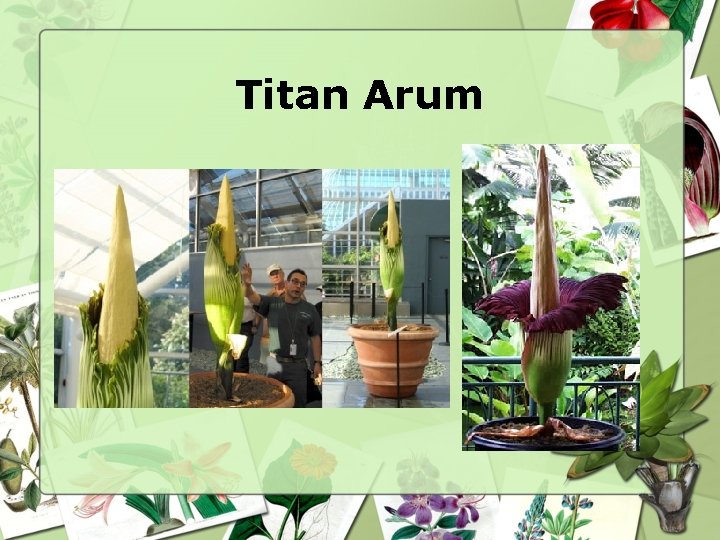 Titan Arum 