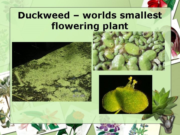 Duckweed – worlds smallest flowering plant 