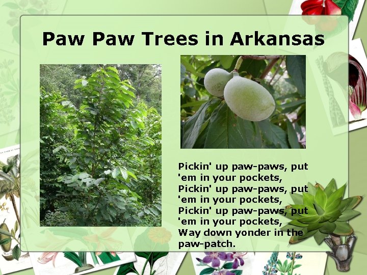 Paw Trees in Arkansas Pickin' up paw-paws, put 'em in your pockets, Way down
