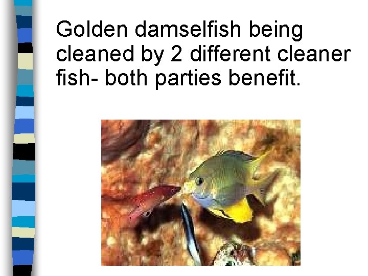 Golden damselfish being cleaned by 2 different cleaner fish- both parties benefit. 