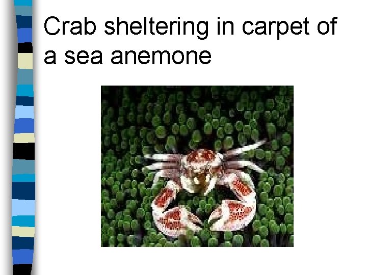 Crab sheltering in carpet of a sea anemone 