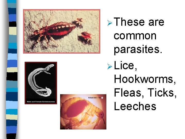 Ø These are common parasites. Ø Lice, Hookworms, Fleas, Ticks, Leeches 
