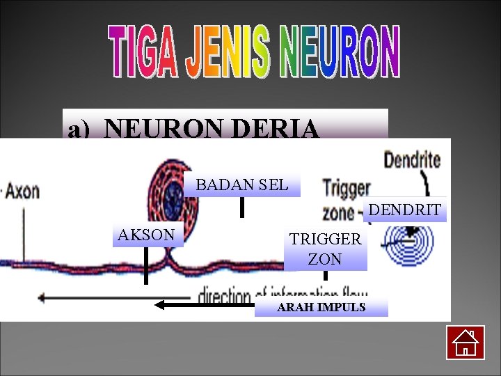 a) NEURON DERIA BADAN SEL DENDRIT AKSON TRIGGER ZON ARAH IMPULS 