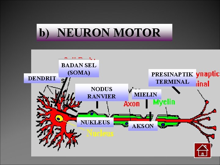 b) NEURON MOTOR DENDRIT BADAN SEL (SOMA) NODUS RANVIER NUKLEUS PRESINAPTIK TERMINAL MIELIN AKSON
