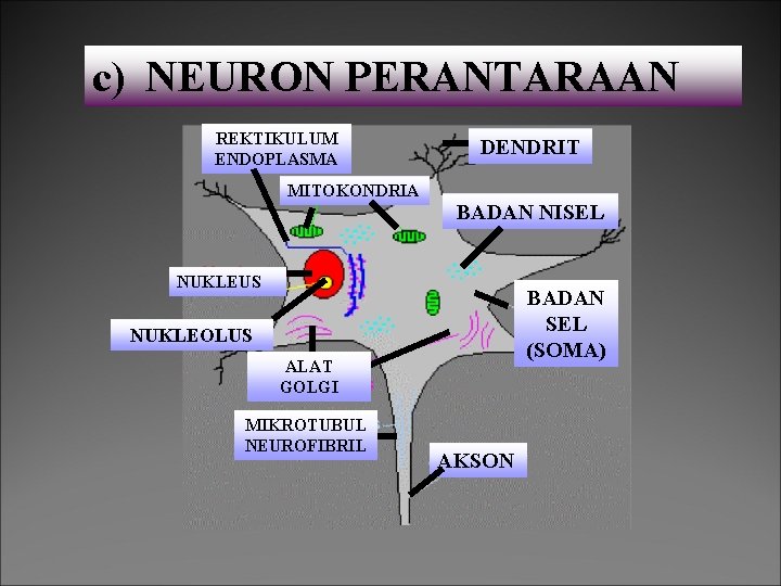 c) NEURON PERANTARAAN REKTIKULUM ENDOPLASMA MITOKONDRIA DENDRIT BADAN NISEL NUKLEUS BADAN SEL (SOMA) NUKLEOLUS