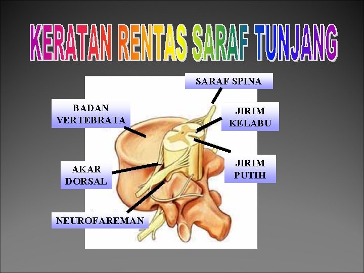 SARAF SPINA BADAN VERTEBRATA AKAR DORSAL NEUROFAREMAN JIRIM KELABU JIRIM PUTIH 