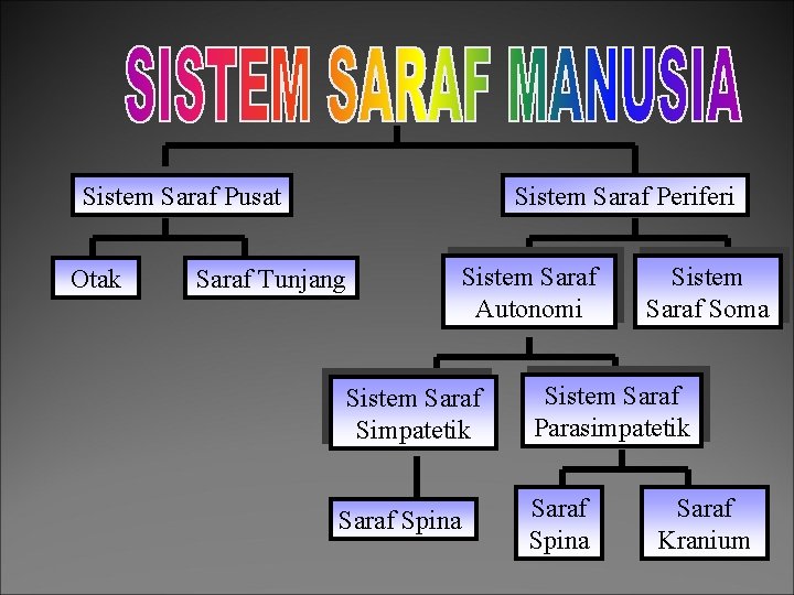 Sistem Saraf Pusat Otak Sistem Saraf Periferi Saraf Tunjang Sistem Saraf Autonomi Sistem Saraf