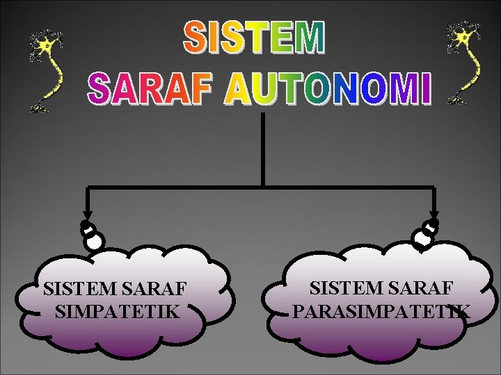 SISTEM SARAF SIMPATETIK SISTEM SARAF PARASIMPATETIK 