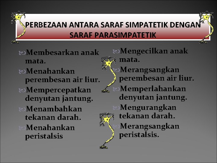 PERBEZAAN ANTARA SARAF SIMPATETIK DENGAN SARAF PARASIMPATETIK Membesarkan anak mata. Menahankan perembesan air liur.