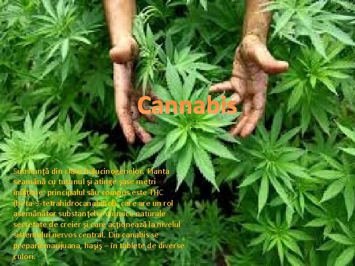 Cannabis Substanţă din clasa halucinogenelor. Planta seamănă cu tutunul şi atinge şase metri înălţime;