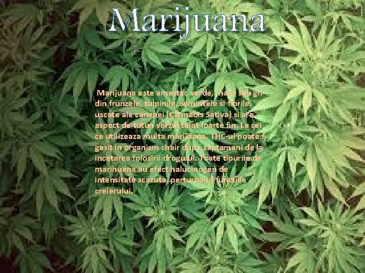 Marijuana este amestec verde, maro sau gri din frunzele, tulpinile, semintele si florile uscate Marijuana este amestec verde, maro sau gri din frunzele, tulpinile, semintele si florile uscate