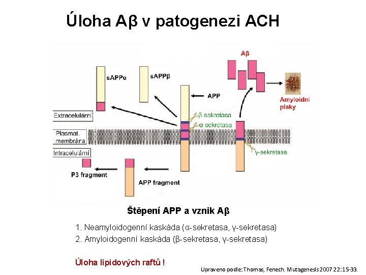 Úloha Aβ v patogenezi ACH Štěpení APP a vznik Aβ 1. Neamyloidogenní kaskáda (α-sekretasa,