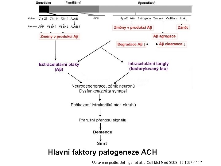 Hlavní faktory patogeneze ACH Upraveno podle: Jellinger et al. J Cell Mol Med 2008,