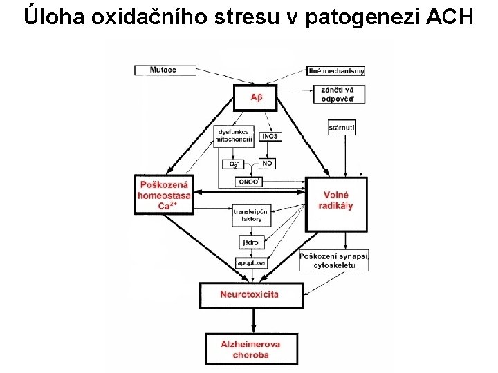 Úloha oxidačního stresu v patogenezi ACH 