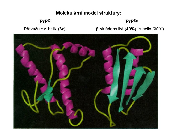 Molekulární model struktury: Pr. PC Převažuje α-helix (3 x) Pr. PSc β-skládaný list (40%),