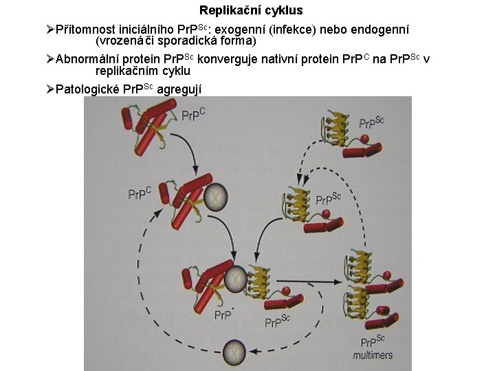Replikační cyklus ØPřítomnost iniciálního Pr. PSc: exogenní (infekce) nebo endogenní (vrozená či sporadická forma)