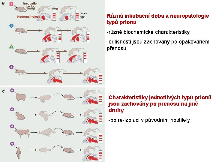 Různá inkubační doba a neuropatologie typů prionů -různé biochemické charakteristiky -odlišnosti jsou zachovány po