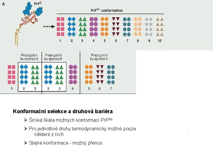 Konformační selekce a druhová bariéra Ø Široká škála možných konformací Pr. PSc Ø Pro